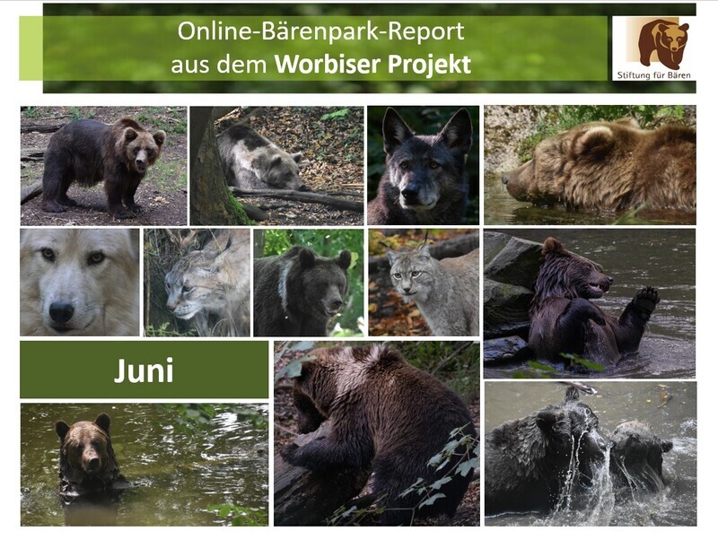 29.06.2024 Bärenpark-Report: Juni im Worbiser Projekt