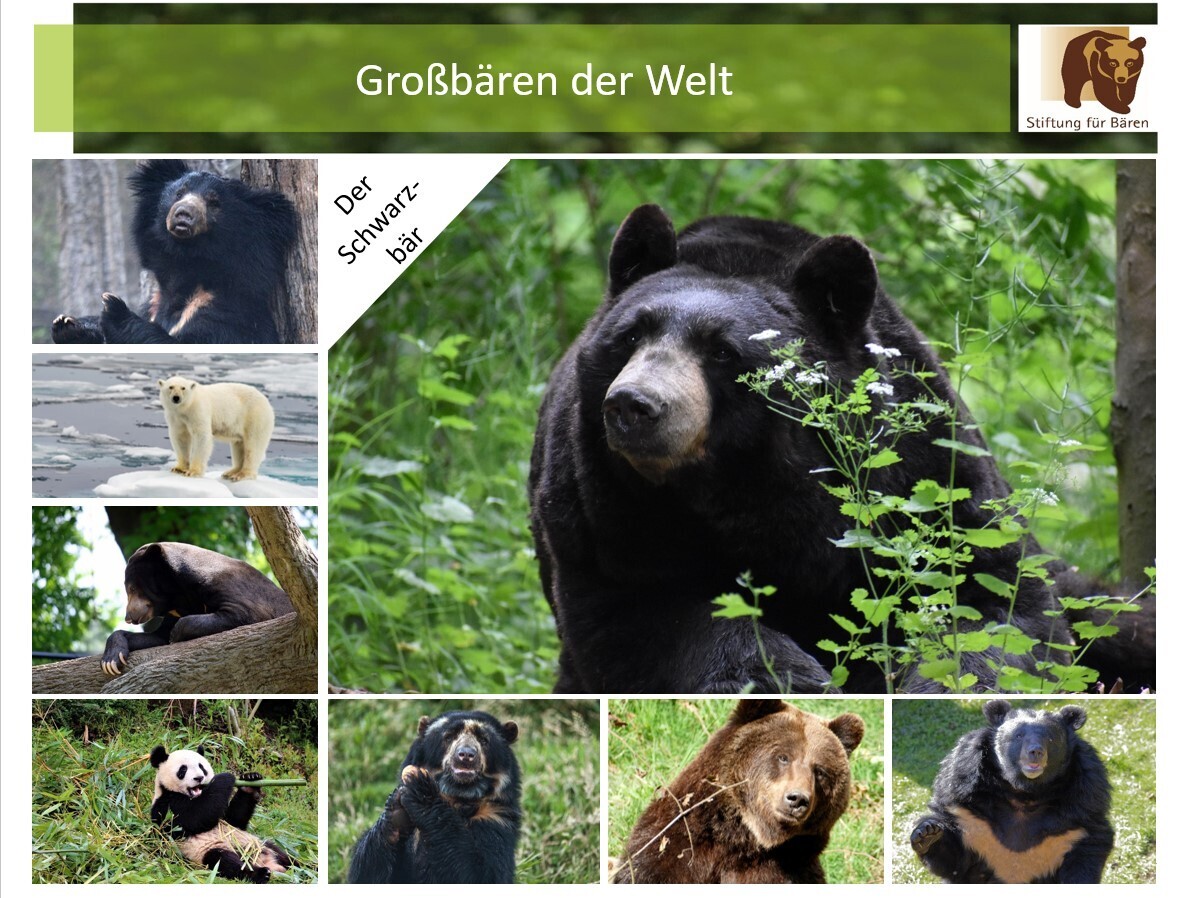 07.12.2023 Großbären der Welt- Der Schwarzbär!