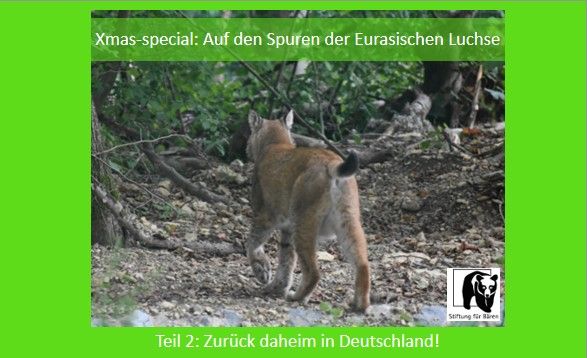 16.12.24 Xmas-special:
Auf den Spuren der Eurasischen Luchse - Zurück daheim in Deutschland!
