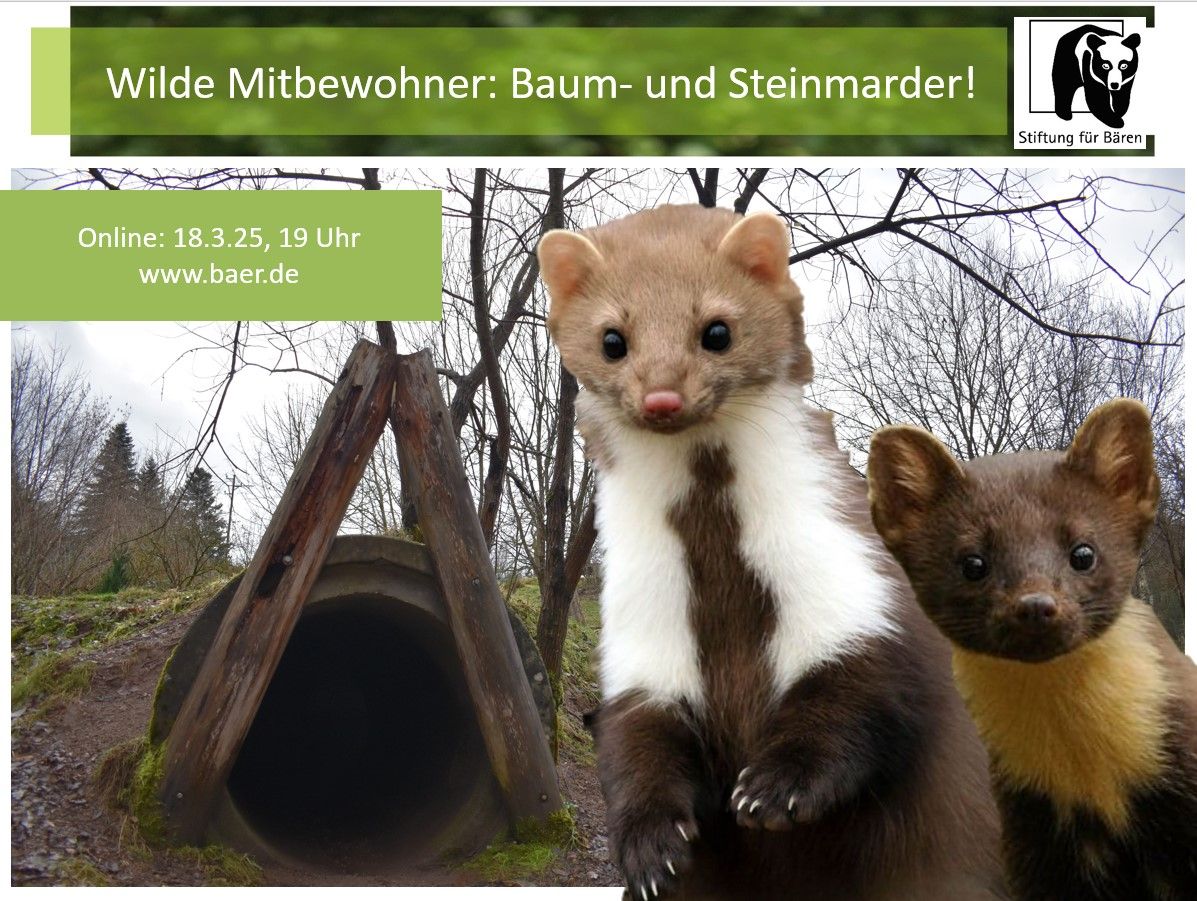 18.3.25 Wilde Mitbewohner: Stein- und Baummarder!