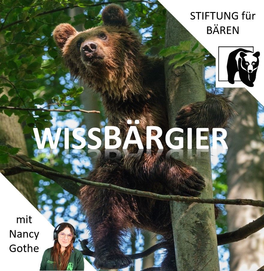 Podcast WissBärGier Folge 1: Der Braunbär - behäbig und brummender Beerenfreund