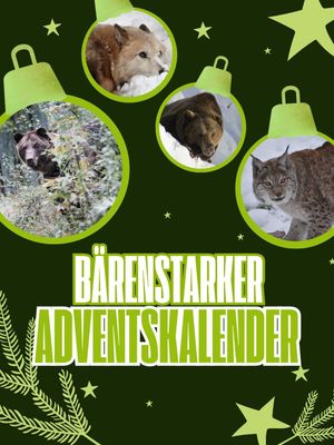 Bärenstark! Digitaler Adventskalender