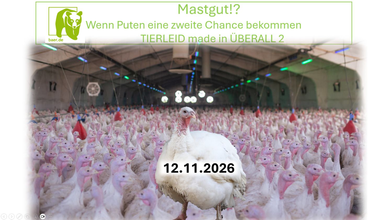 Mastgut? - Wenn Puten eine zweite Chance bekommen
