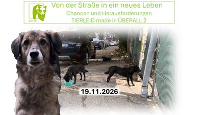 Tierheim-Alltag 2: Von der Straße in ein neues Leben - von Chancen und Herausforderungen im Auslandstierschutz
