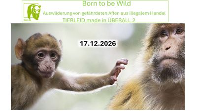 Born to be Wild - Auswilderung von gefährdeten Affen aus dem illegalen Handel Born to be Wild - Auswilderung von gefährdeten Affen aus dem illegalen Handel