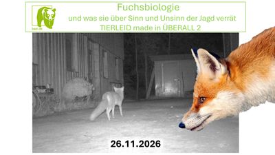 Fuchsbiologie und was sie über Sinn und Unsinn der Jagd verrät