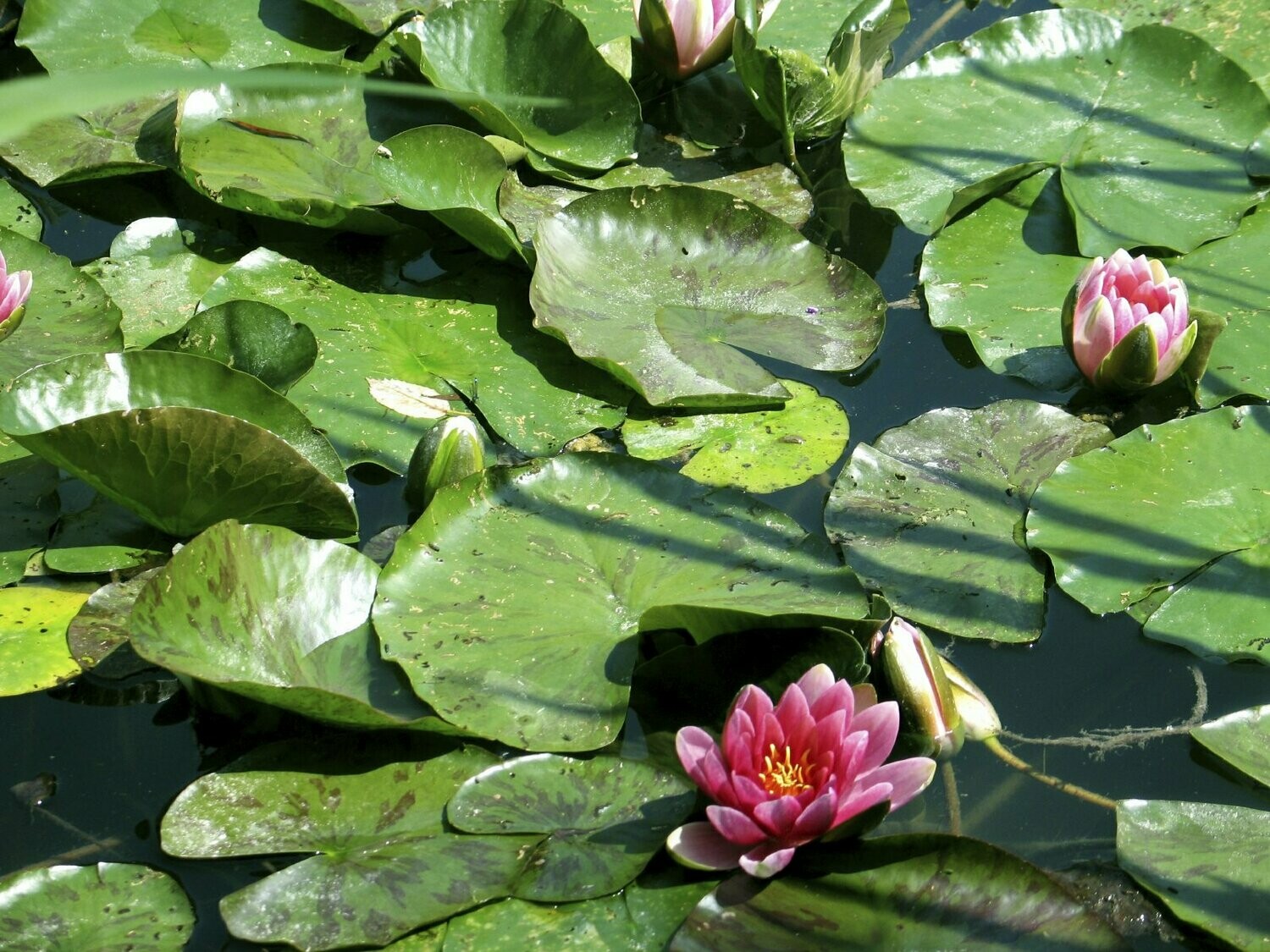 EXCURSION GIVERNY
