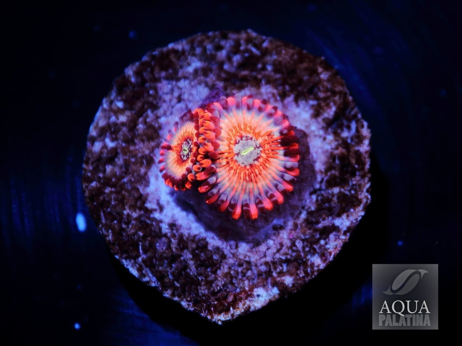 Seduction Zoa mind 4 Polypen