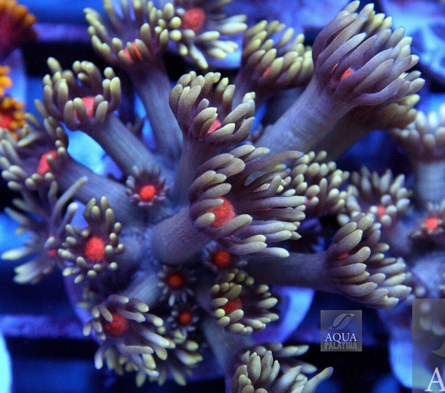 Goniopora sp