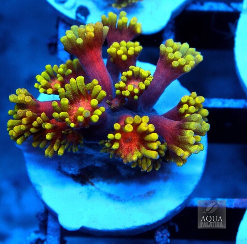 Goniopora Multicolor