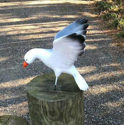 Landing Seagull Only