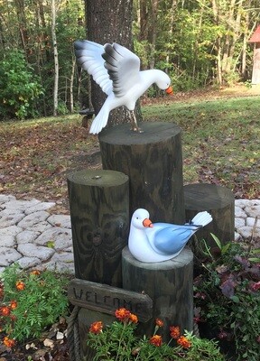 Seagulls