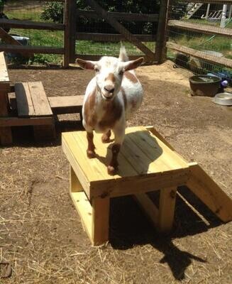 Goat Stand Plans