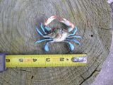 4&quot; Blue Crab