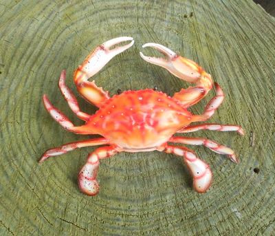 6&quot; Steamed Crab
