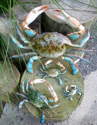 Blue crab nautical decorations