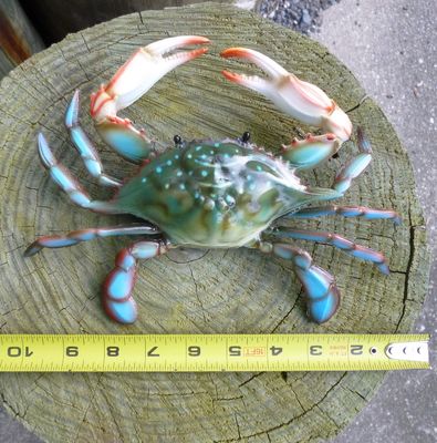 10" Blue Crab