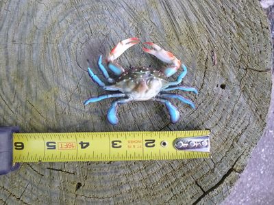 4-inch blue crab ornament