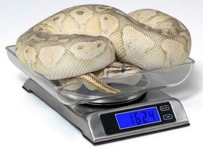 DS - 6000 Digital Scale