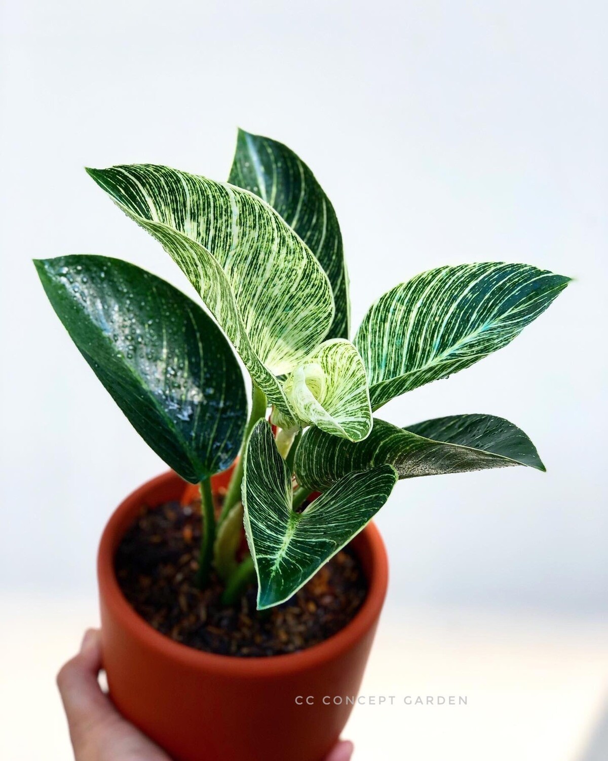 Philodendron birkin