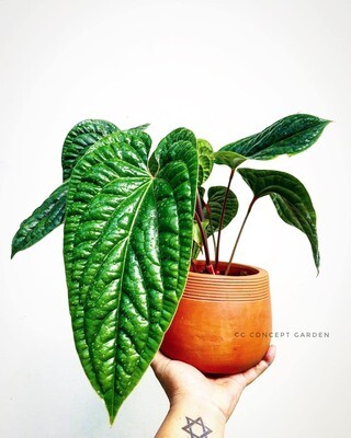 CC Plant