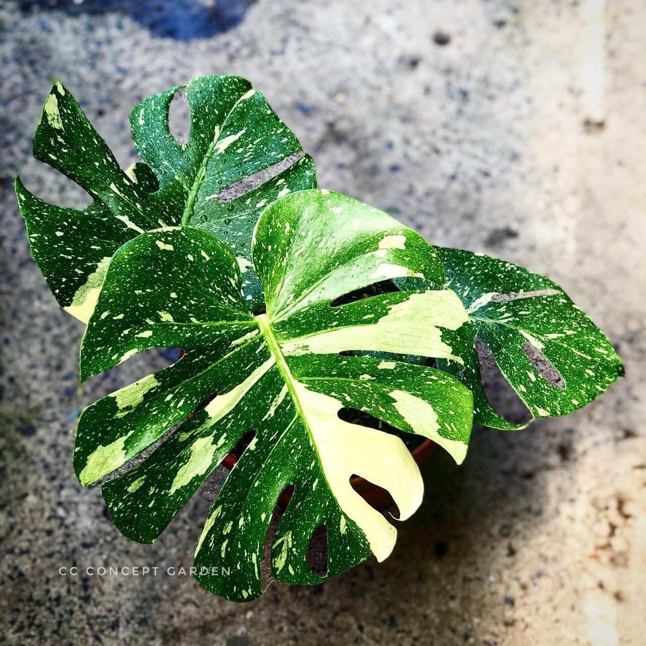 Monstera Variegated Thái