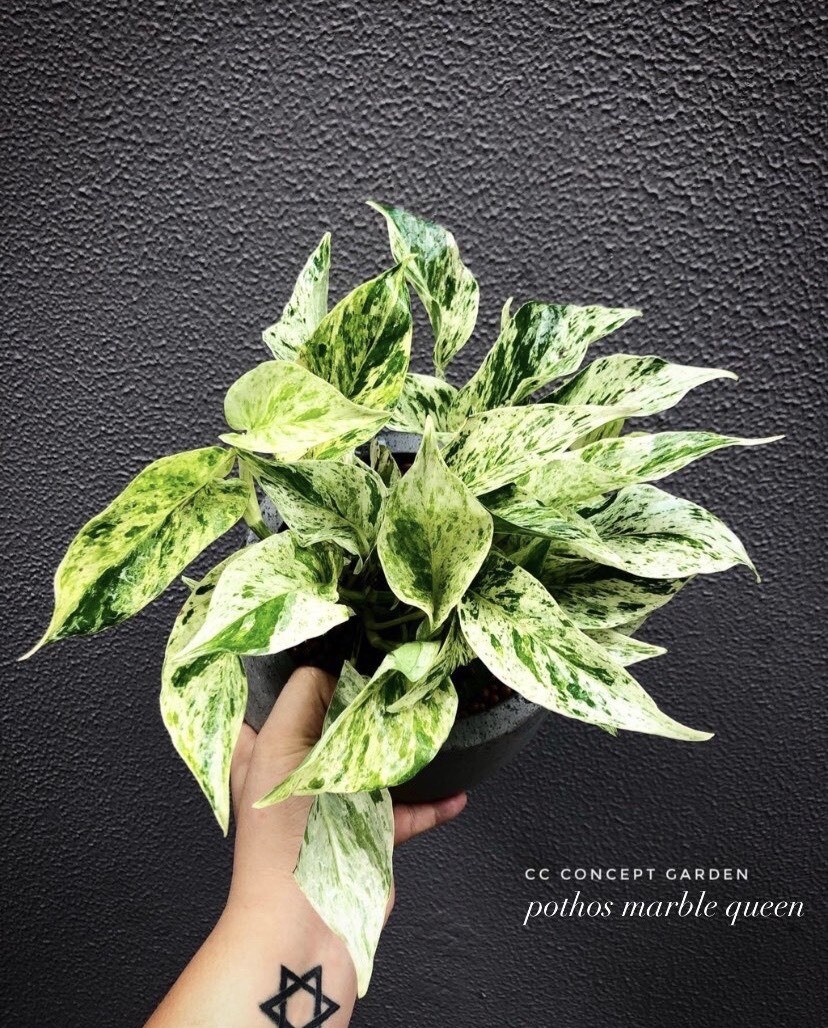 Philodendron marble queen