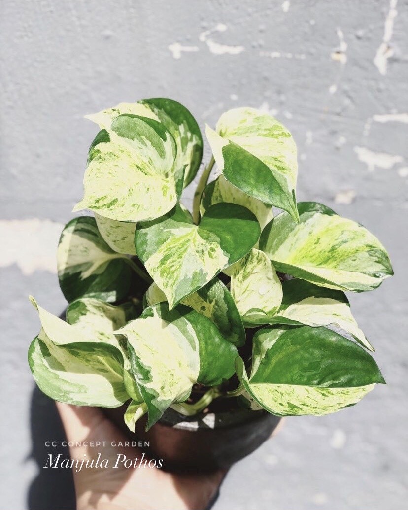 Pothos Manjula