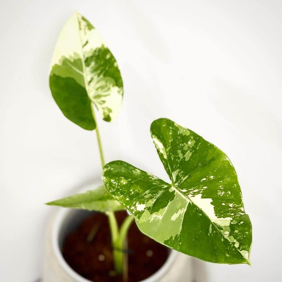 Ráy Var Trằng | Alocasia macrorrhiza variegata