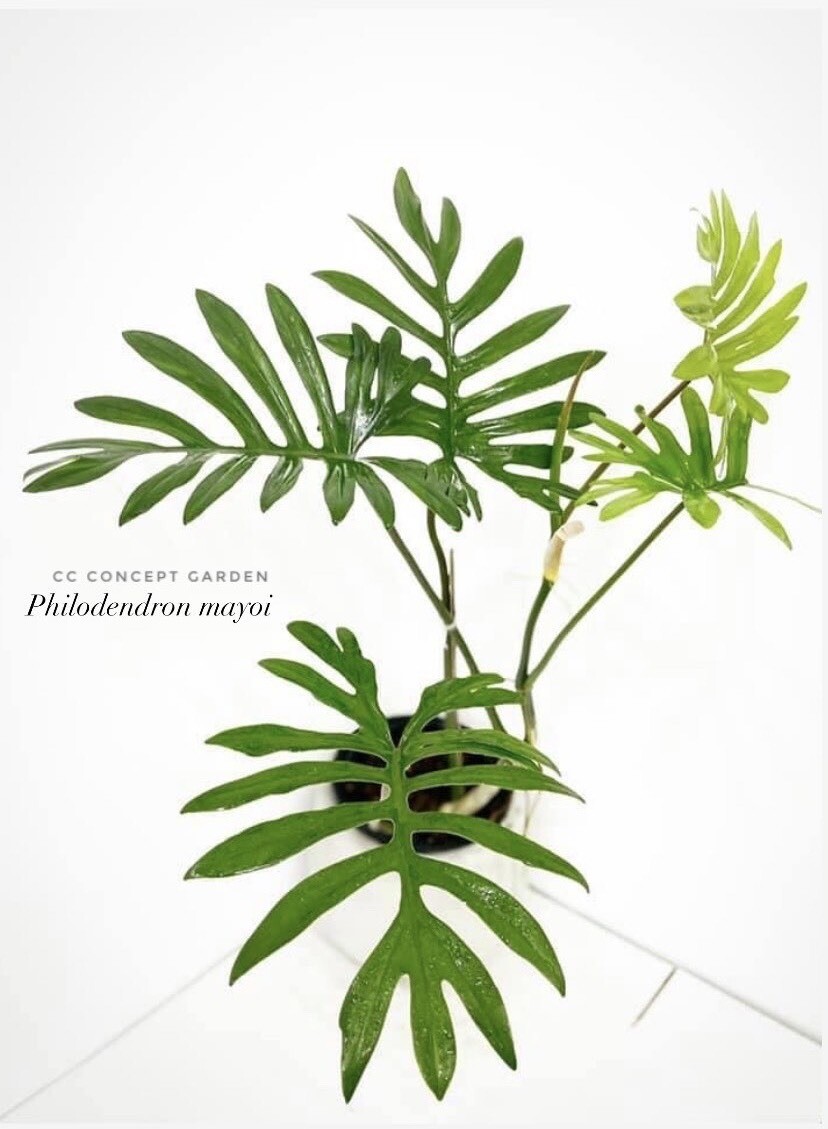 Philodendron Mayoi