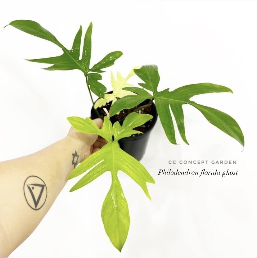 Trầu bà Cánh én | Philodendron Florida Ghost
