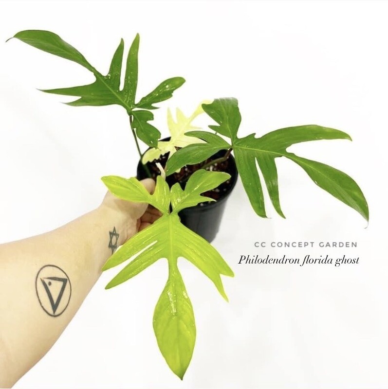 Trầu bà Cánh én | Philodendron Florida Ghost