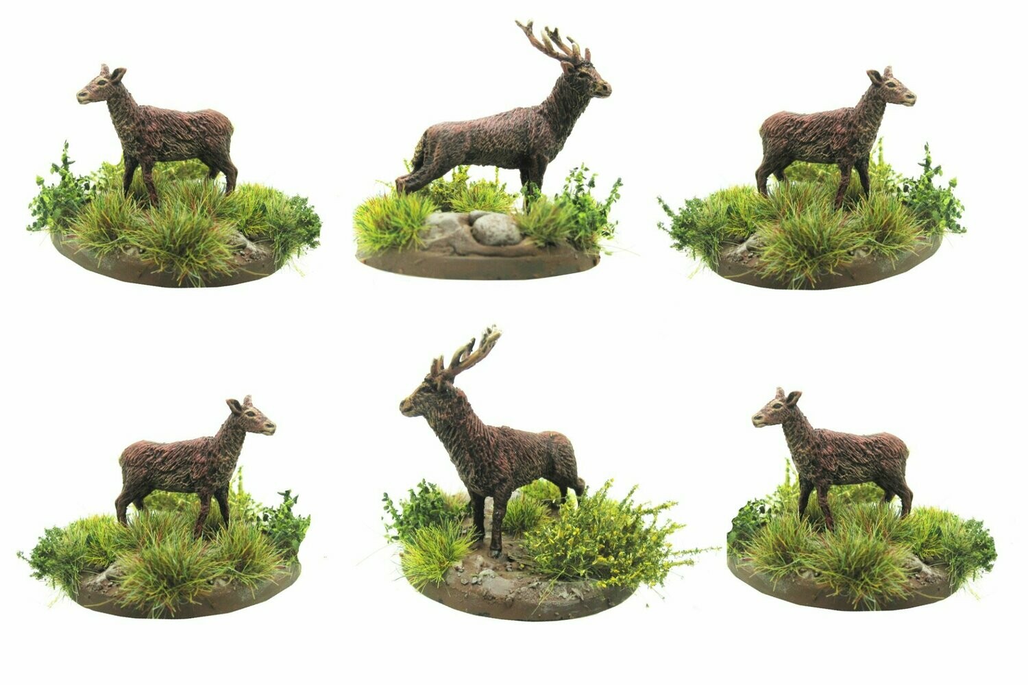 Red Deer