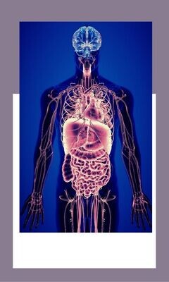 Organ Detox Programs