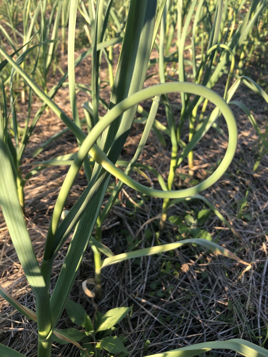 Fresh Garlic Scapes Fresh Garlic Scapes