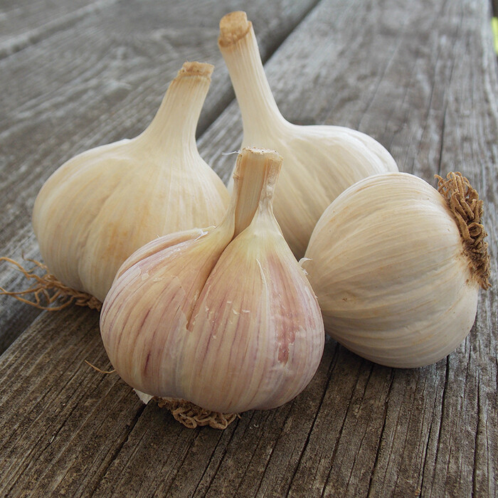Armenian Seed Armenian Seed