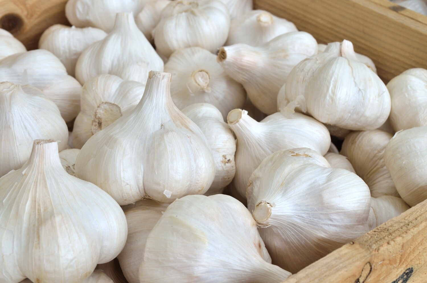Wholesale Culinary Garlic