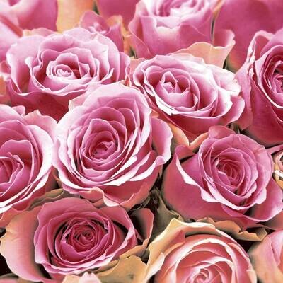 Decoupage Paper Napkins - Floral - Pink Roses (1 Sheet)