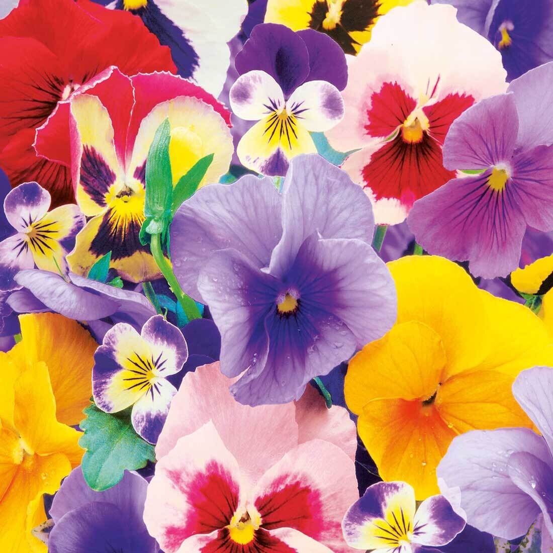 Decoupage Paper Napkins - Floral - Violas (1 Sheet) Out of Stock