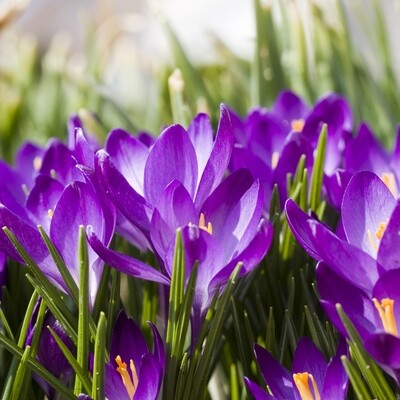 Decoupage Paper Napkins - Floral - Crocus Field (1 Sheet)