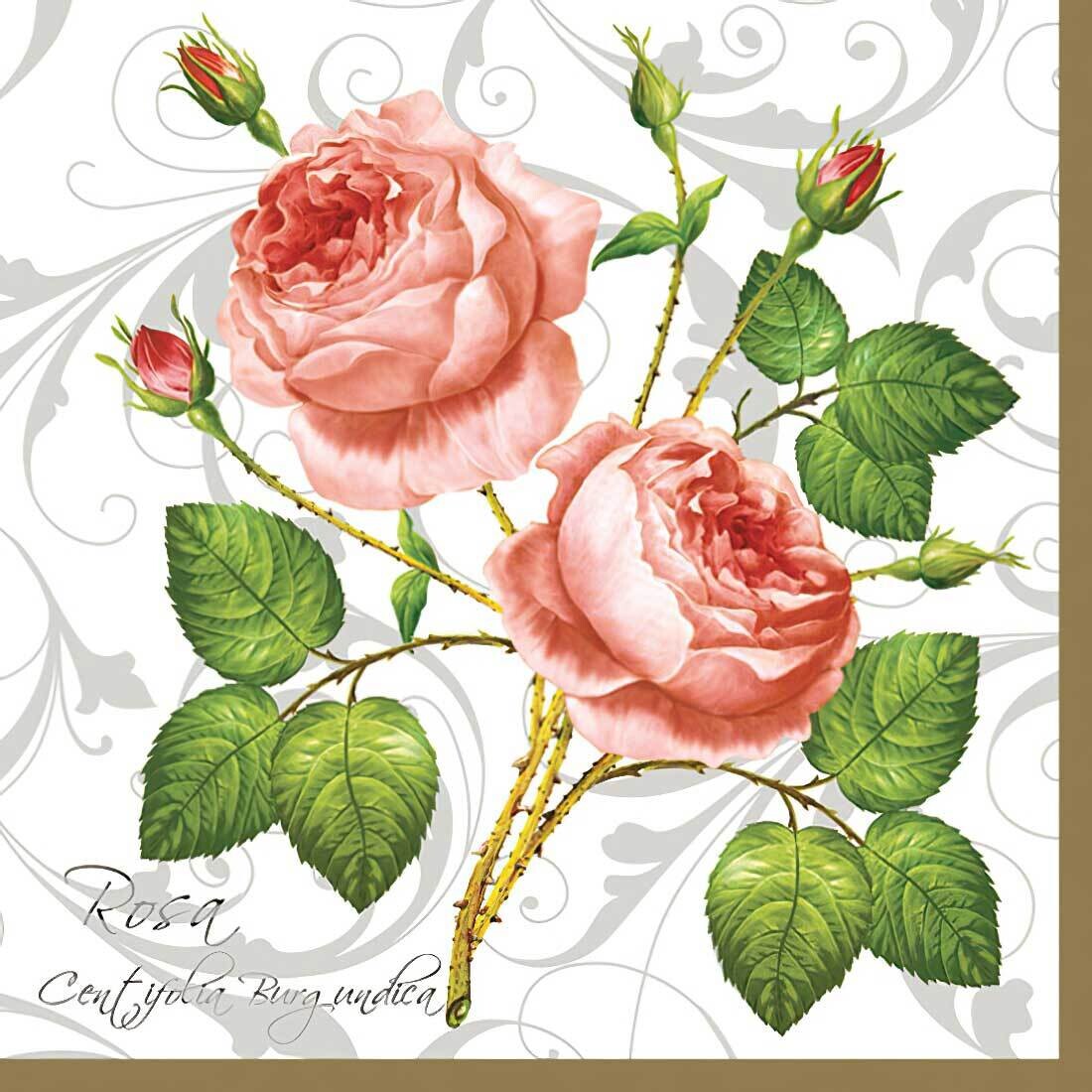 Decoupage Paper Napkins - Floral -  Rosa Centifolia (1 Sheet)