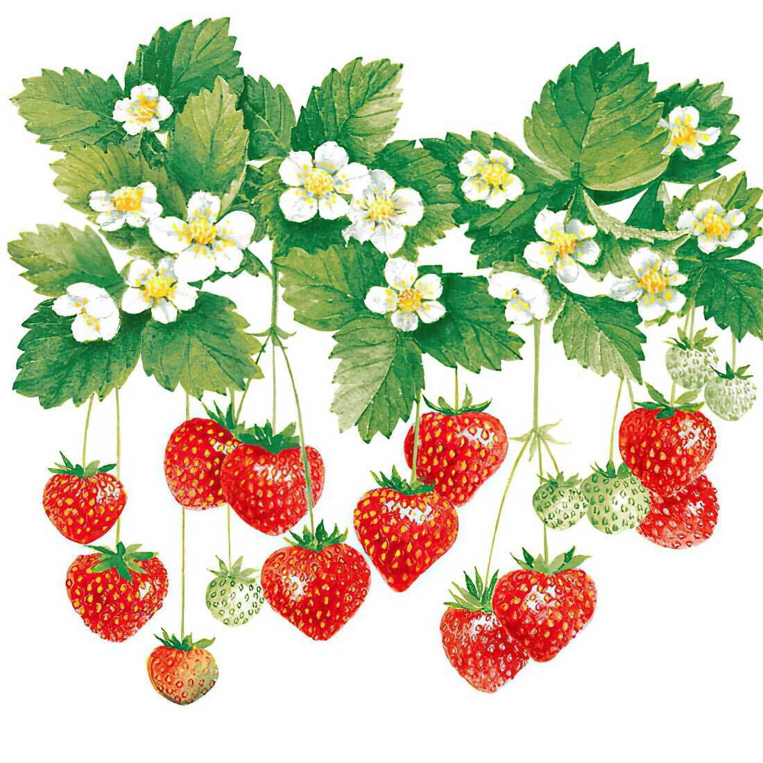 Decoupage Paper Napkins - Food & Drinks - Strawberry Summer Fruits (1 Sheet) ~