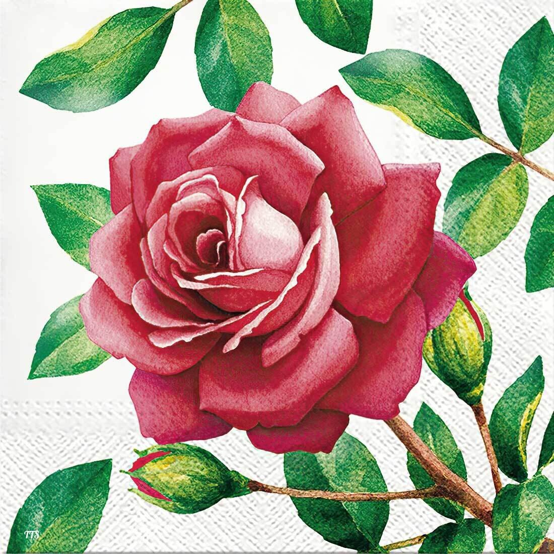 Decoupage Paper Napkins - Floral - Special Rose (1 Sheet)