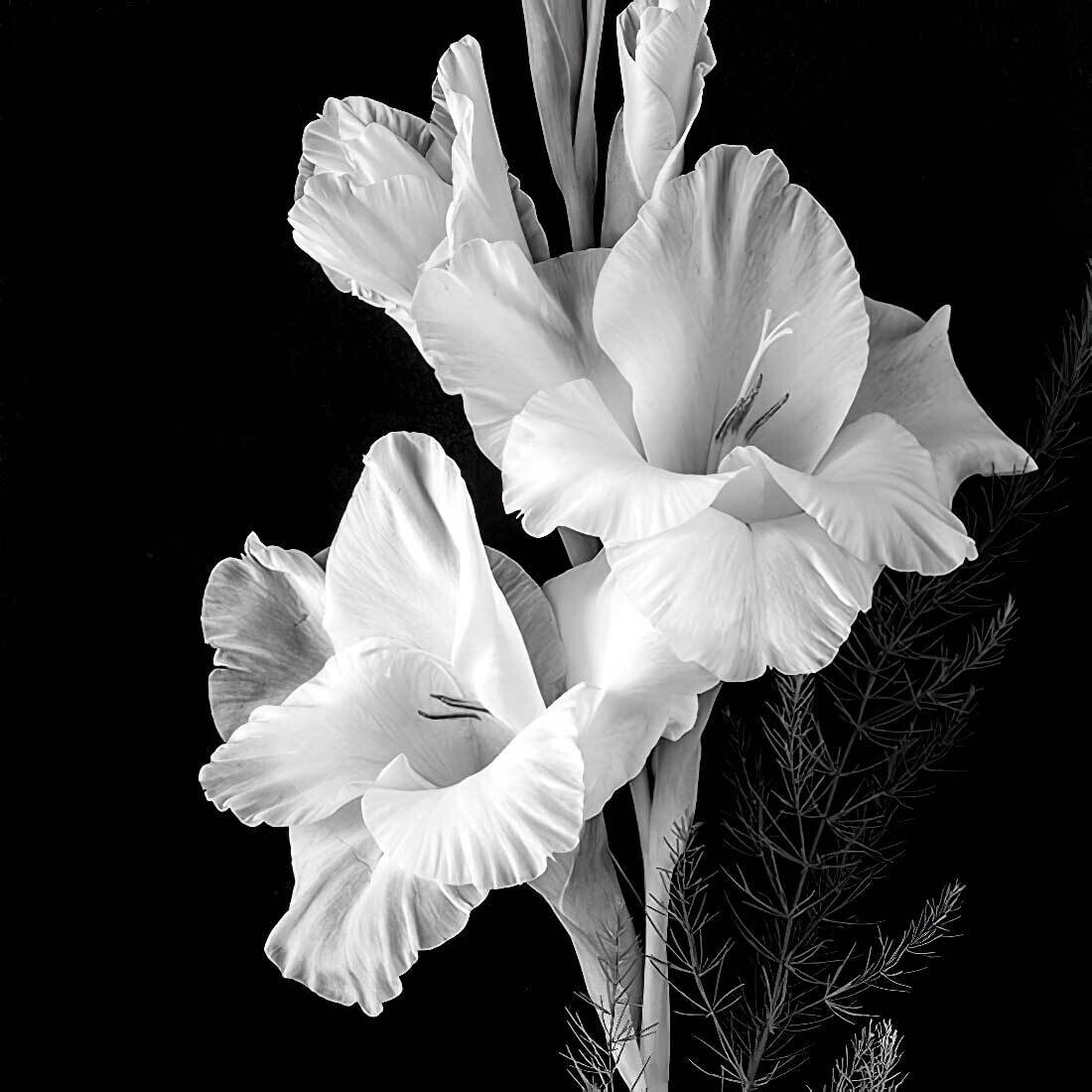 Decoupage Paper Napkins - Floral - Gladiolus (1 Sheet)