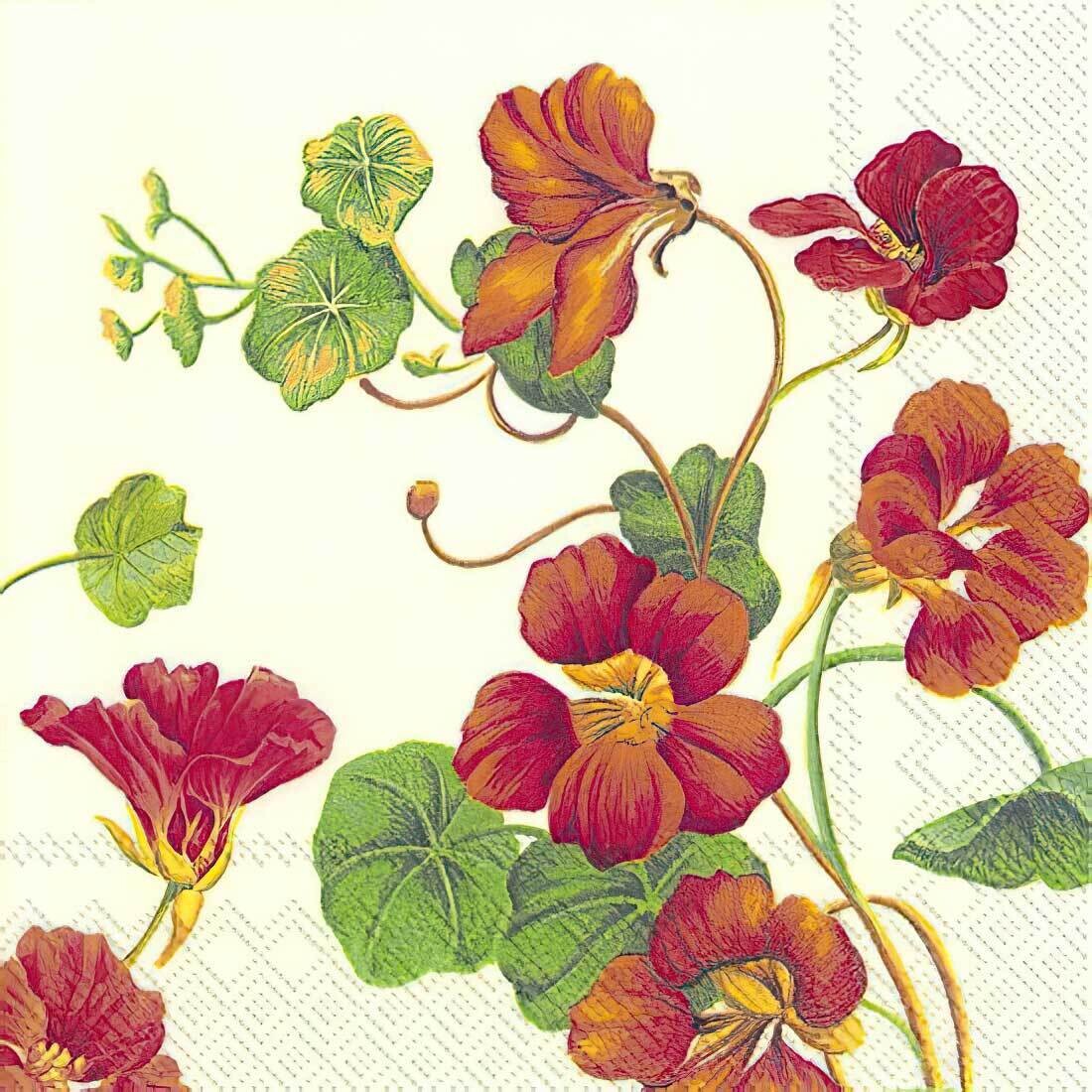 Decoupage Paper Napkins - Floral - Nasturtium Cream (1 Sheet)