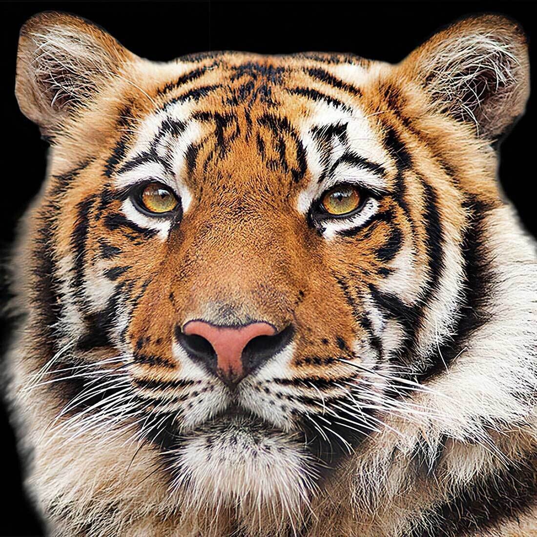 Decoupage Paper Napkins - Animals - Bengal Tiger