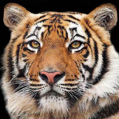 Decoupage Paper Napkins - Animals - Bengal Tiger (1 Sheet)