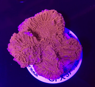 Montipora Red