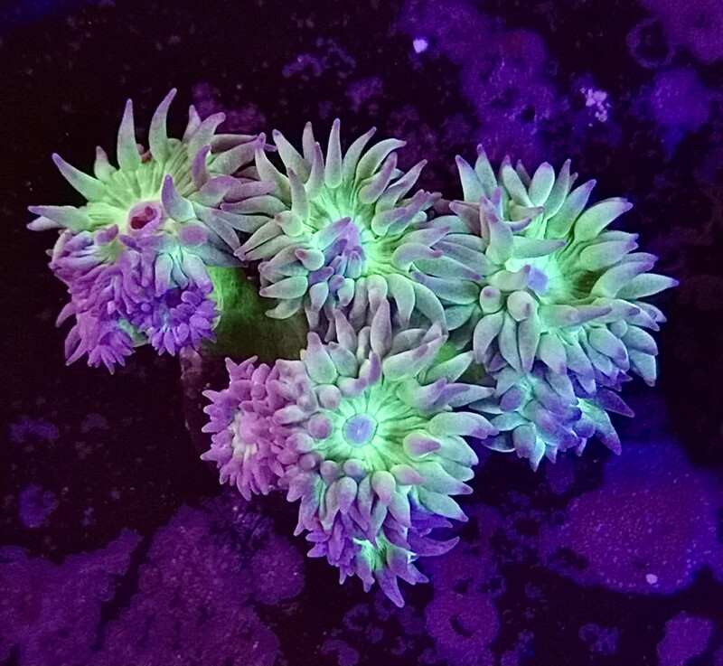 Duncanopsammia Axifuga Australia (1 polyp)