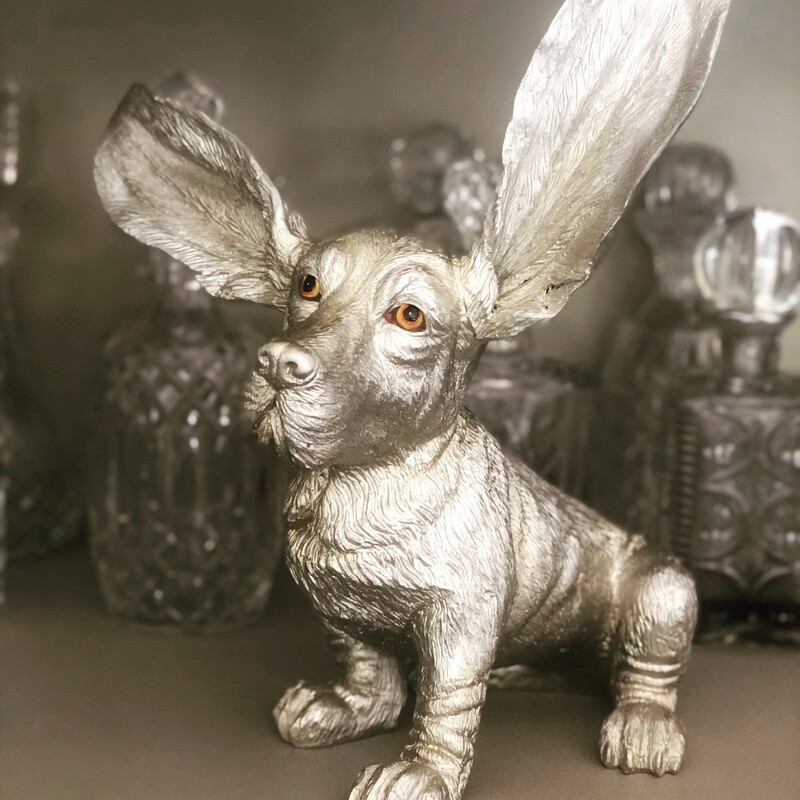 Silver Surprised Basset Hound
